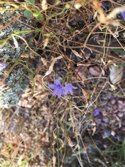 Campanula reverchonii