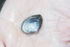 Macoma inquinata