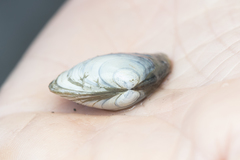 Macoma inquinata