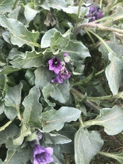 Physochlaina physaloides