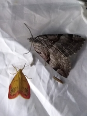 Aplocera praeformata