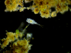 Trichotria pocillum