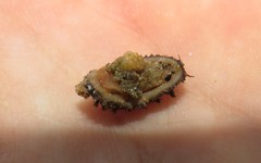 Acanthochitona