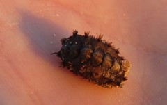Acanthochitona