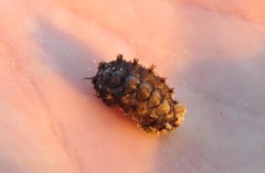 Acanthochitona