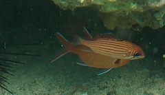 Sargocentron coruscum