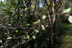 Olearia fragrantissima