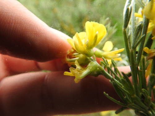 Image of Calobota sericea by (c) Matthew Fainman, some rights reserved (CC BY)