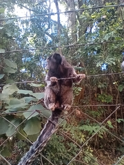 Callithrix penicillata