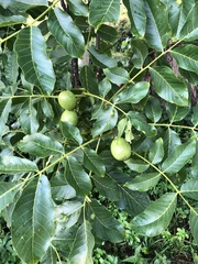 Juglans regia