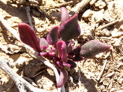 Tetragonia microptera