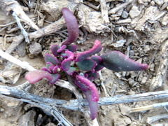 Tetragonia microptera
