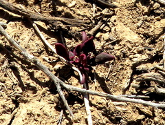 Tetragonia microptera