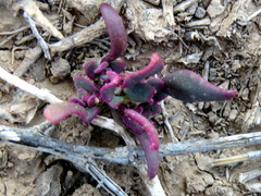 Tetragonia microptera