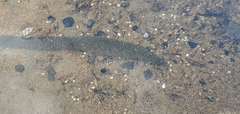 Haemopis