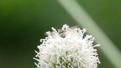Coelioxys