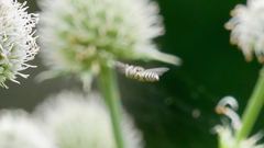 Coelioxys