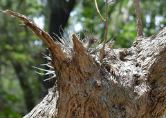 Tillandsia lepidosepala
