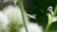 Coelioxys