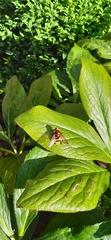 Volucella zonaria