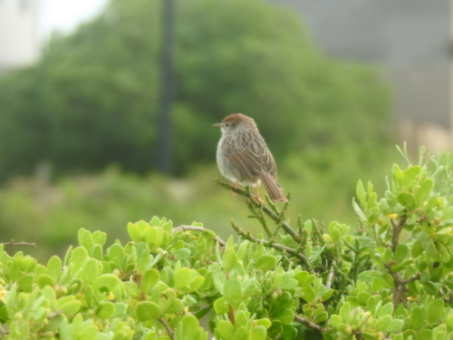 Grey-backed Cisticola (Cisticola subruficapilla), photo 5