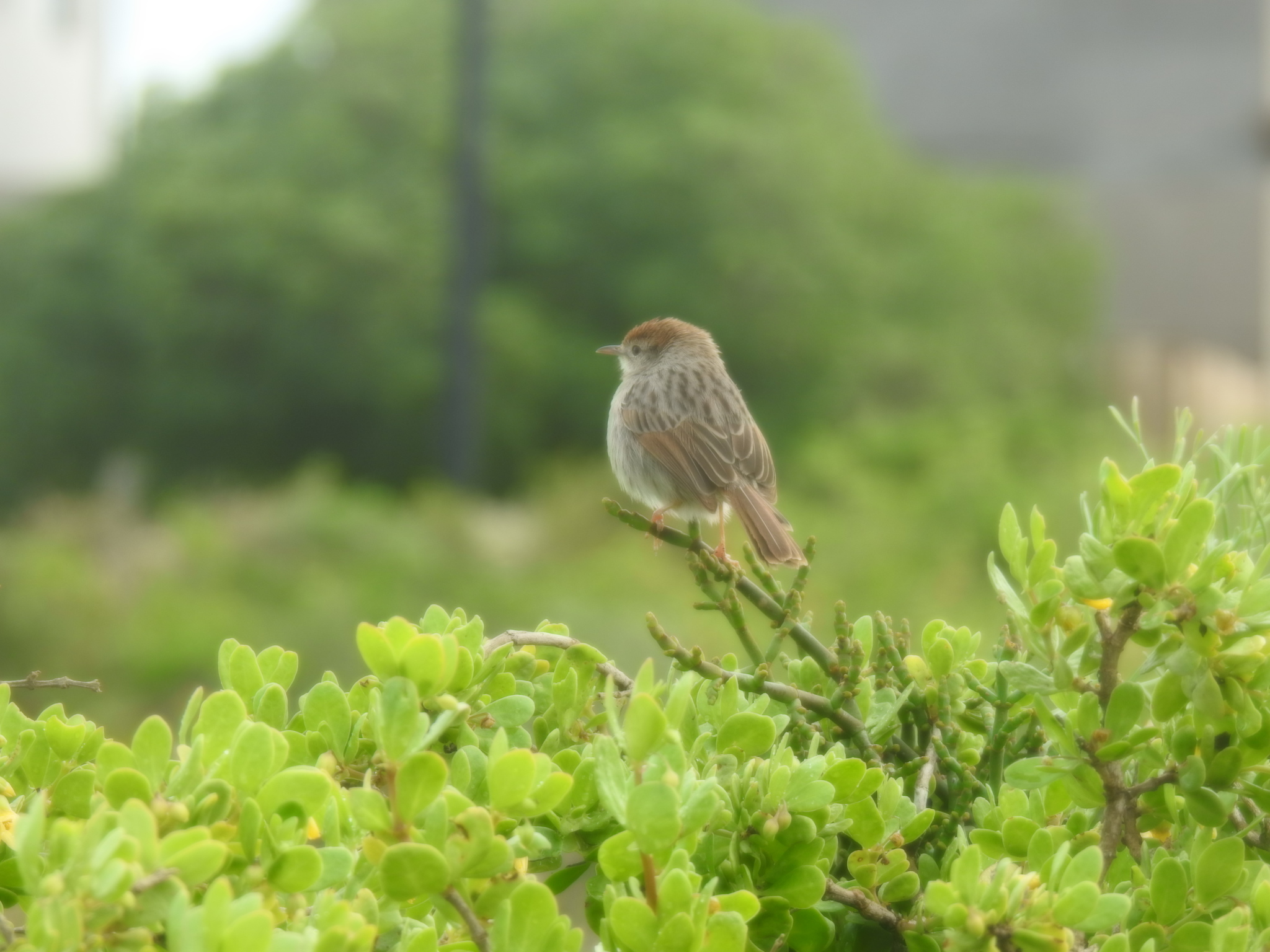Grey-backed Cisticola illustration