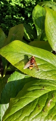 Volucella zonaria