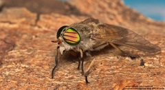 Tabanus promesogaeus