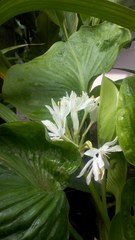 Proiphys amboinensis