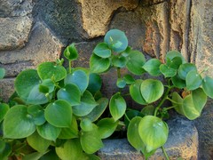 Peperomia tristachya