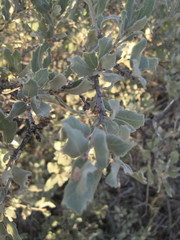 Quercus mohriana