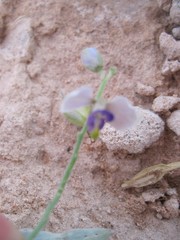 Hebecarpa barbeyana