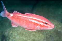 Whitesaddle Goatfish photo 3