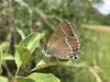 Blue-spot Hairstreak - Photo (c) jonas-t, some rights reserved (CC BY-NC)