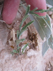 Hebecarpa barbeyana