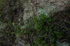 Wahlenbergia rupestris