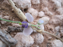 Hebecarpa barbeyana