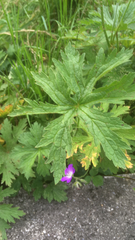 Geranium sylvaticum