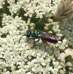 Chrysis ignita