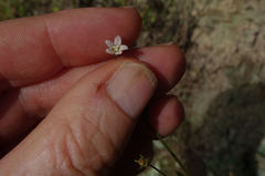 Wahlenbergia rupestris