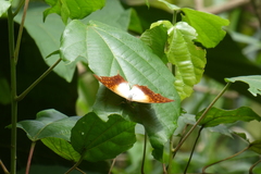Charaxes varanes