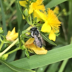 Megachile brevis