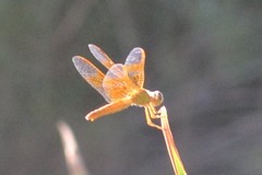 Perithemis intensa