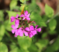 Dianthus barbatus