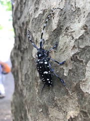 Anoplophora chinensis