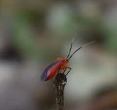 Coccobaphes frontifer