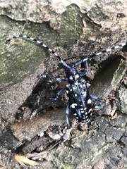 Anoplophora chinensis