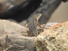 Sceloporus albiventris