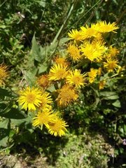 Inula