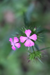 Dianthus barbatus